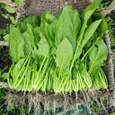 'Jinbote No.26' Spinach Seeds, 10g