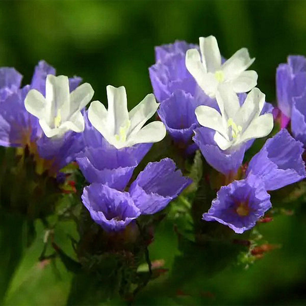 Wavyleaf Sea Lavender (Blue) Seeds, 200 Seeds
