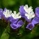 Wavyleaf Sea Lavender (Blue) Seeds, 200 Seeds