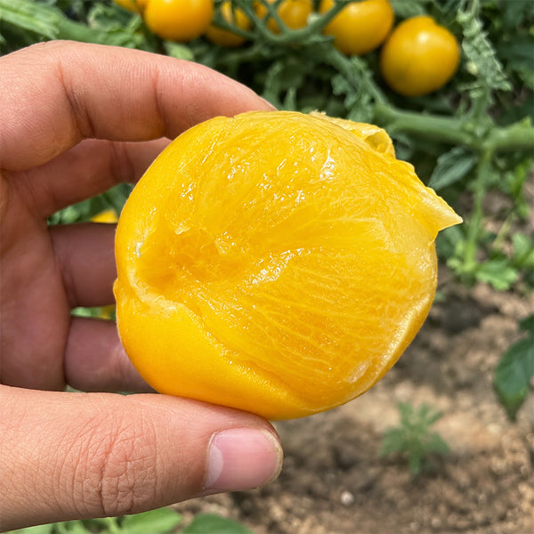 U2611 Yellow Peach Fruit Tomato, 100 Seeds