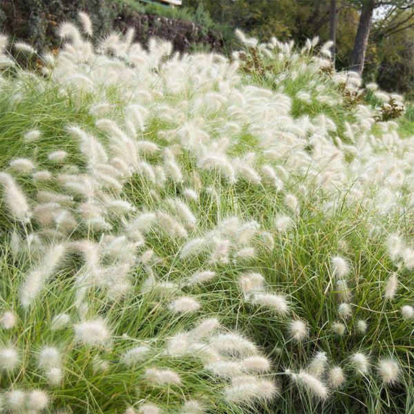U2223 Long Feathery Fountain Grass, 20 Seeds