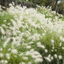 U2223 Long Feathery Fountain Grass, 20 Seeds