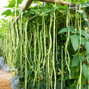 Yardlong Bean Seeds, 10g Per Bag