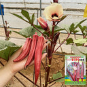 Jinfeng No.9 Red Okra Seeds, 10g