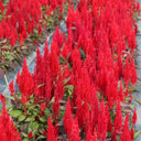 Hezhichun Red Feathered Cockscomb Seeds, 1g