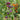 421 Ozark Sunset Tomato, 5 Seeds