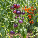 421 Ozark Sunset Tomato, 5 Seeds