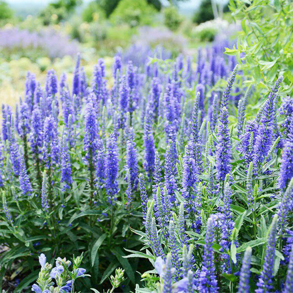 Hezhichun Spiked Speedwell Seeds, 1g