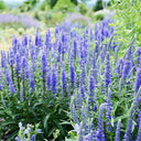 Hezhichun Spiked Speedwell Seeds, 1g