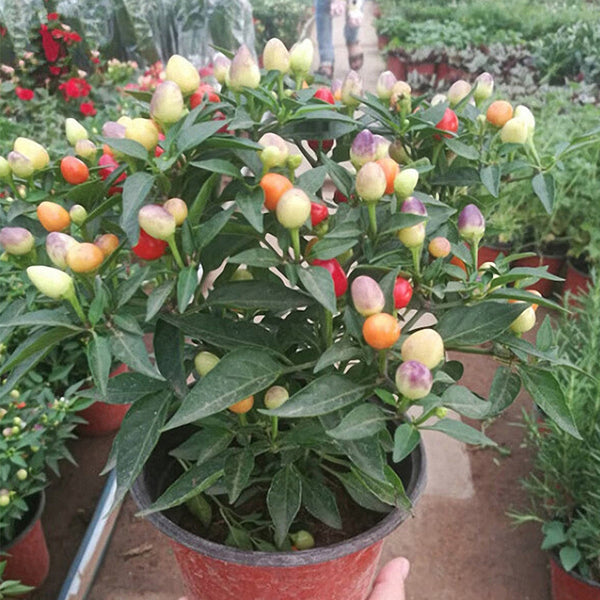 Pearl Ornamental Pepper Seeds, 200 Seeds