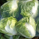 Delicious Compact-head Chinese Cabbage Seeds, 5 × 4g Bags