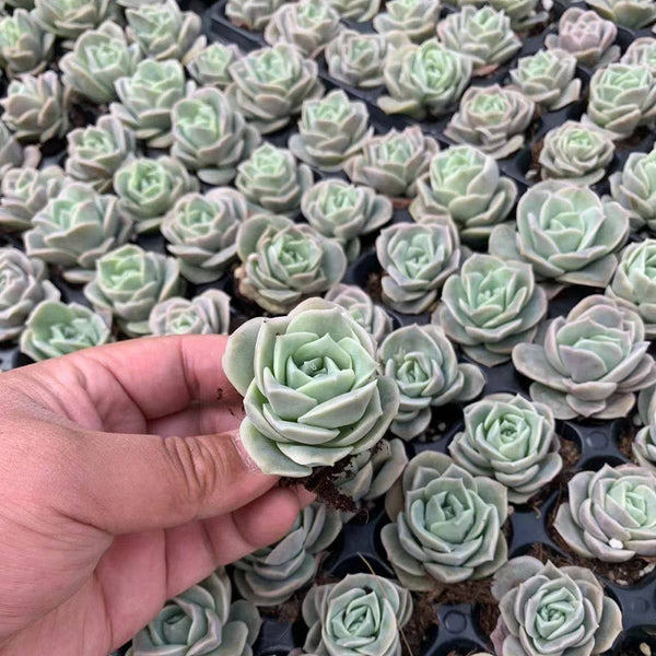 Graptoveria 'Lovely Rose', 3pcs x 1-head