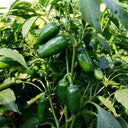 Jintai Hongjiao Chili Seeds, 1g