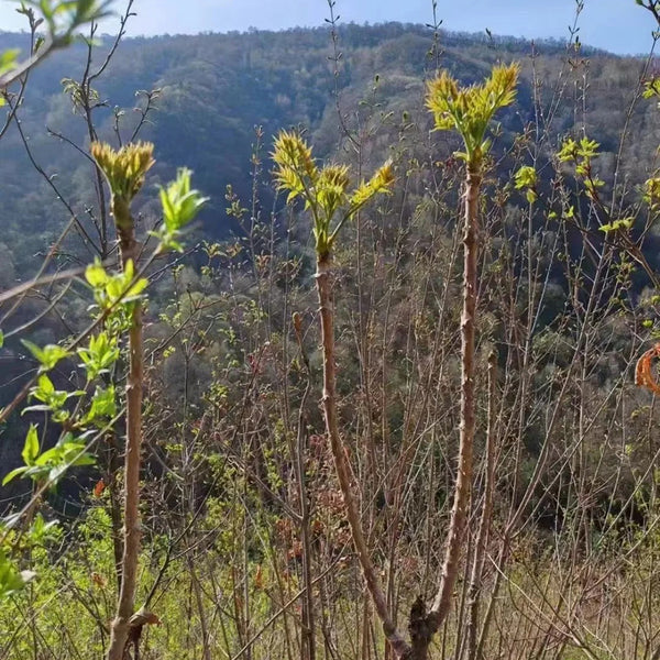 Aralia Shoots, 100 Seeds