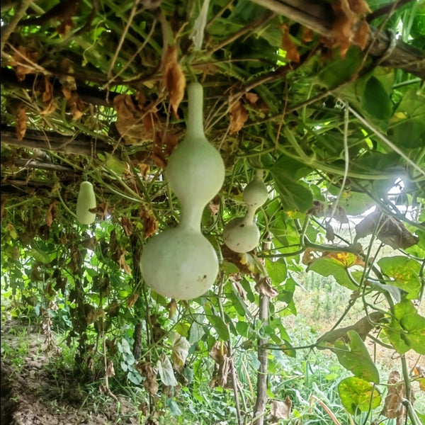 Da San Ting Gourd, 5 Seeds