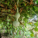 Da San Ting Gourd, 5 Seeds