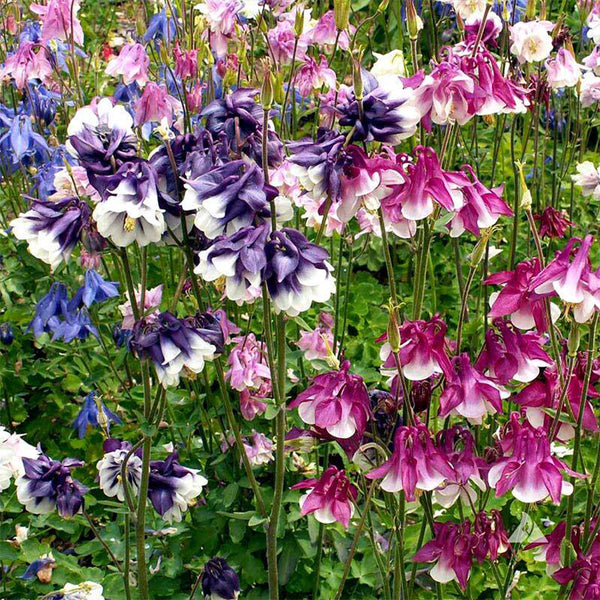 Aquilegia vulgaris 'Crown' Seeds, 1g