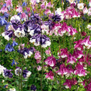 Aquilegia vulgaris 'Crown' Seeds, 1g