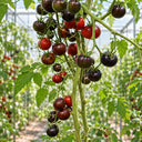 426 Queen of the Night Tomato, 5 Seeds