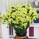 Wavyleaf Sea Lavender (Yellow) Seeds, 200 Seeds