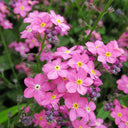 Pink Alpine forget-me-not Seeds, 200 Seeds