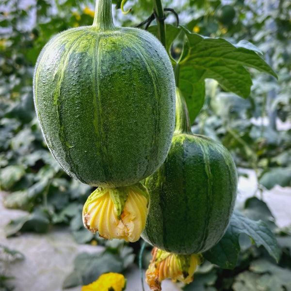 Apple Luffa Seeds, 6 Seeds