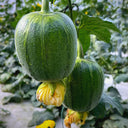 Apple Luffa Seeds, 6 Seeds