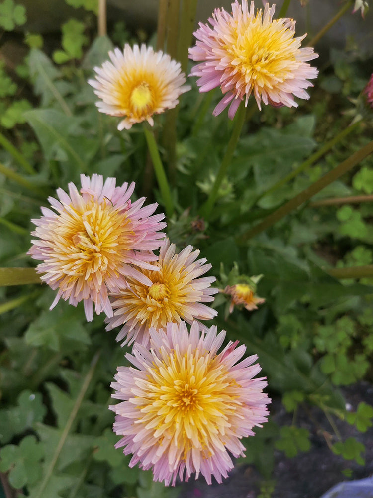 Pink Dandelion