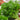 Italian Giant Parsley, 100 Seeds