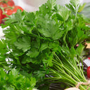 Italian Giant Parsley, 100 Seeds
