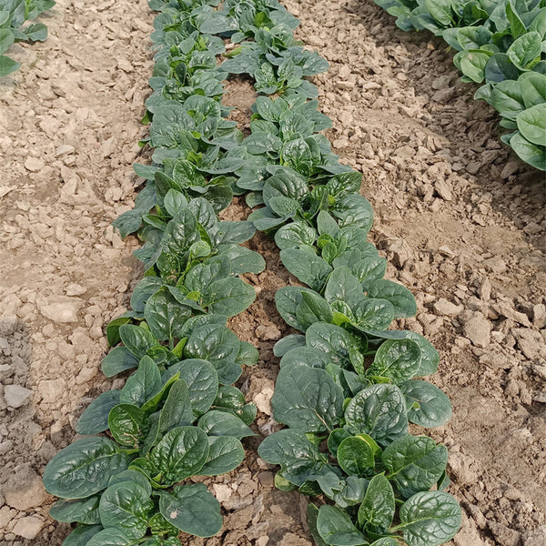 Shengdanbo 3108 Prostrate Spinach Seeds, 20g