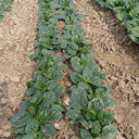 Shengdanbo 3108 Prostrate Spinach Seeds, 20g