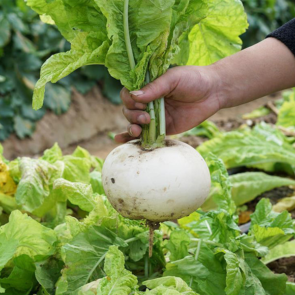 Crystal-clear White Radish Seeds, 10g
