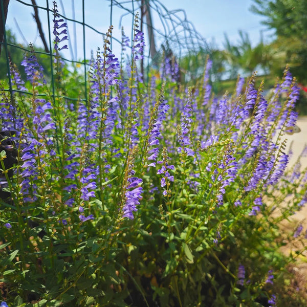 Barbed Skullcap, 100 Seeds