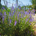 Barbed Skullcap, 100 Seeds