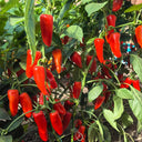 Mini Red Sweet Pepper, 10 Seeds