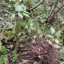 Epimedium Seedlings, 2 Roots