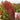 Disease-resistant No.4 Red Sorghum Hybrid Seeds, 500g