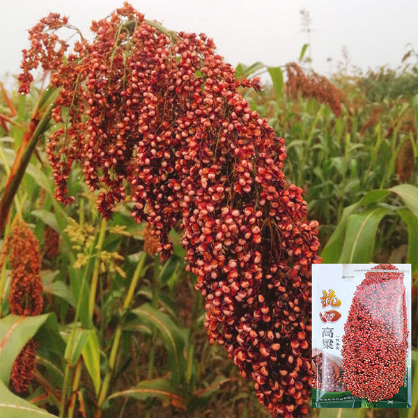 Disease-resistant No.4 Red Sorghum Hybrid Seeds, 500g