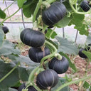 Green Beibei Pumpkin Seeds, 20 Seeds
