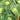 Apple Cabbage Seeds, 2g