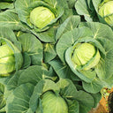 Apple Cabbage Seeds, 2g
