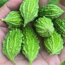 'Hei Wawa' Small Spiny Black Bitter Melon Seeds, 5 Seeds
