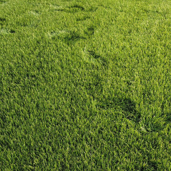 Green Joy Perennial Ryegrass Seeds, 200g