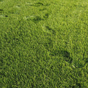 Green Joy Perennial Ryegrass Seeds, 200g