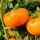 'Peaches and Cream' Tomato Seeds, 5 Seeds