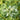 Snow-on-the-Mountain, 100 Seeds