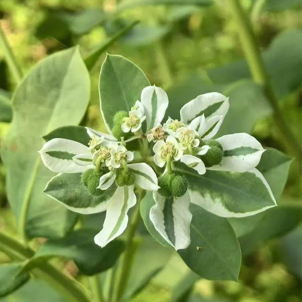 Snow-on-the-Mountain, 100 Seeds