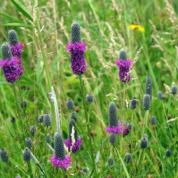 Purple Prairie Clover, 130 Seeds
