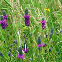 Purple Prairie Clover, 130 Seeds
